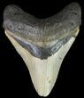 Megalodon Tooth - North Carolina #67108-1